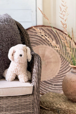 Curly mini dog, pearly